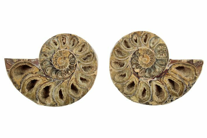 Jurassic Cut & Polished Ammonite Fossil - Madagascar #289308